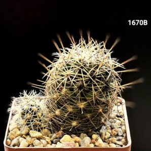 Thelocactus leucantus - VZD 042(7x7)-1670B