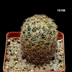 Coryphantha radians var. pseudoradians - Pan.2645(7x7)-1674B