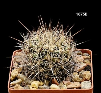 Coryphantha ramillosa - GM 669(8x8)-1675B