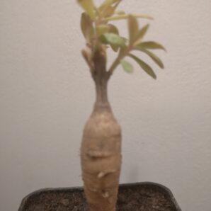 Talinum cuneifolium
