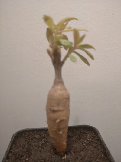 Talinum cuneifolium