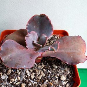 Echeveria gibbiflora Night Fire