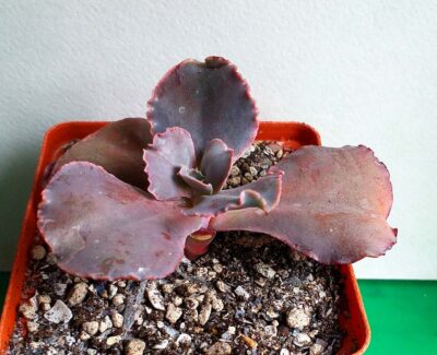Echeveria gibbiflora Night Fire