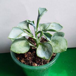 Senecio kleiniiformis