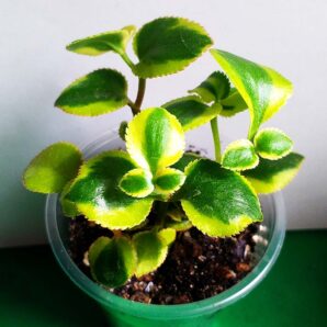 Crassula sarmentosa f. variegata