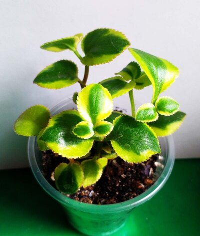 Crassula sarmentosa f. variegata