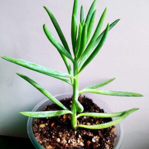 Senecio kilimanjaro