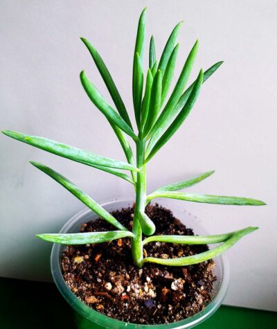 Senecio kilimanjaro