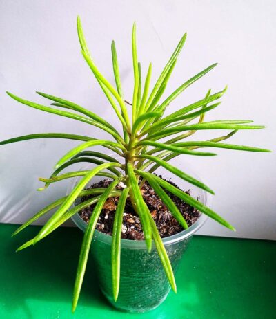 Senecio barbertonicus