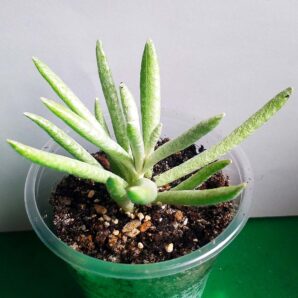 Senecio scaposus 'Silver coral'
