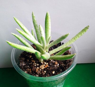 Senecio scaposus 'Silver coral'