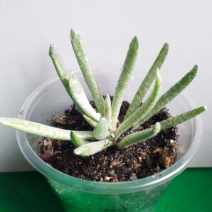 Senecio scaposus 'Silver coral'