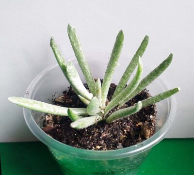 Senecio scaposus 'Silver coral'