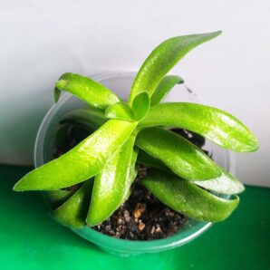 Crassula coccinea(?)
