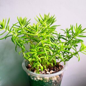 Sedum mexicanum