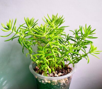 Sedum mexicanum