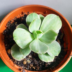 Echeveria Mocha f. variegata