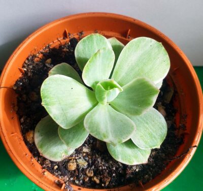 Echeveria Mocha f. variegata