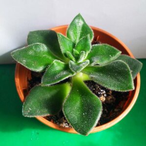 Echeveria Giant Mexican Firecracker
