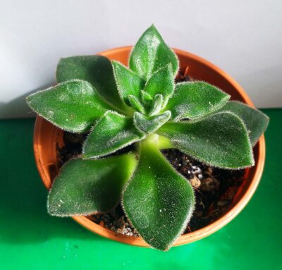 Echeveria Giant Mexican Firecracker