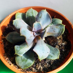 Echeveria Trumpet Premium