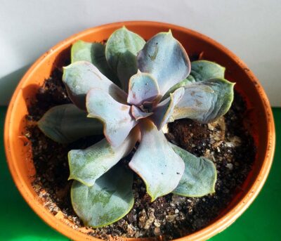 Echeveria Trumpet Premium