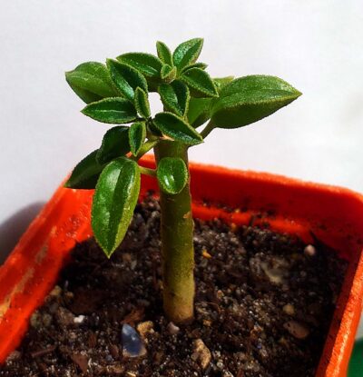Peperomia wolfgang krahnii