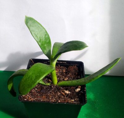 Cotyledon orbiculata 'Elk Horns'