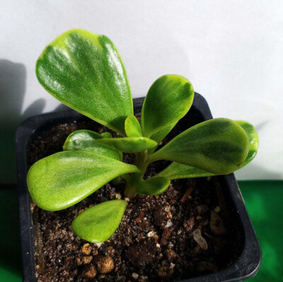 Senecio jacobsenii f. variegata