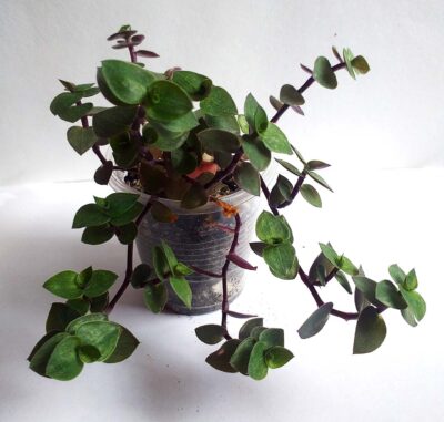 Callisia repens