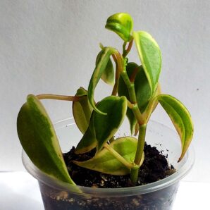 Peperomia scandens f. variegata