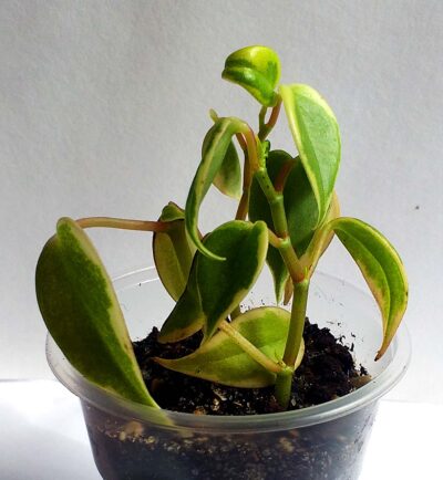 Peperomia scandens f. variegata