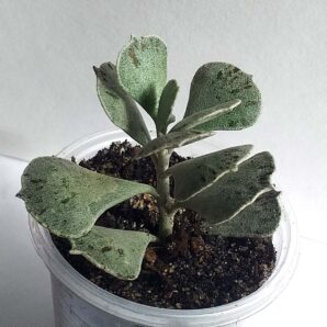 Kalanchoe rhombopilosa var. argentea