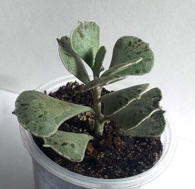 Kalanchoe rhombopilosa var. argentea
