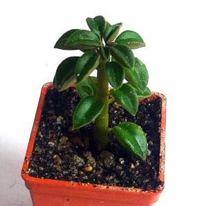Peperomia wolfgang krahnii | 80