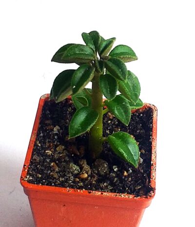 Peperomia wolfgang krahnii