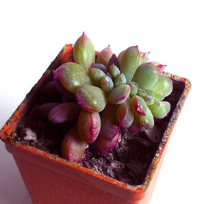 Echeveria Pink Line f. cristata