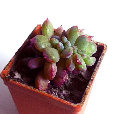Echeveria Pink Line f. cristata