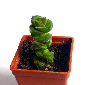 Crassula marnieriana 'Jade Necklace' hybr. Korea