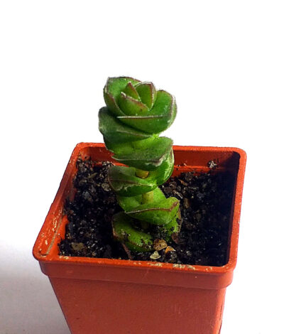 Crassula marnieriana 'Jade Necklace' hybr. Korea