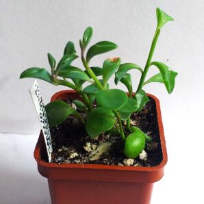 Senecio Peregrinus 'Jumping Dolphin'
