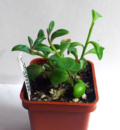 Senecio Peregrinus 'Jumping Dolphin'