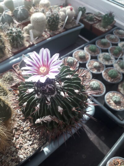 Echinofossulocactus sp. - Зображення 2