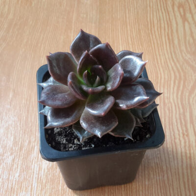Echeveria Black prince