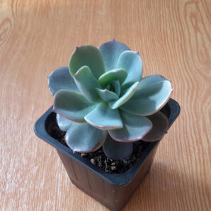 Echeveria Blue Prince