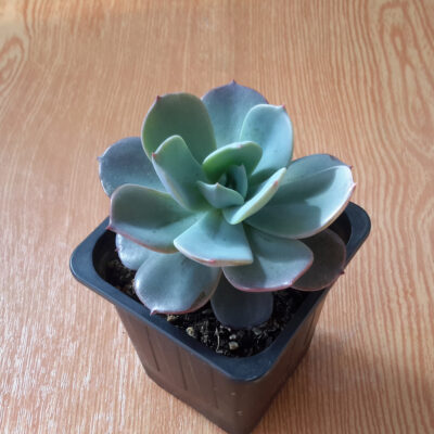 Echeveria Blue Prince