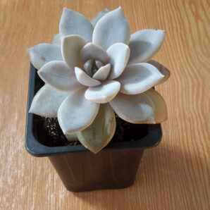 Echeveria Carnicolor Valentina