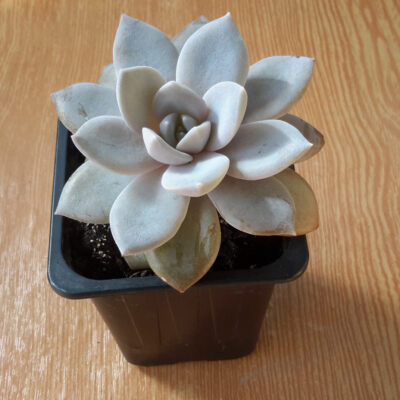Echeveria Carnicolor Valentina