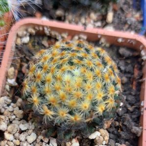 Mammillaria schiedeana | 63