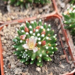 Mammillaria painteri